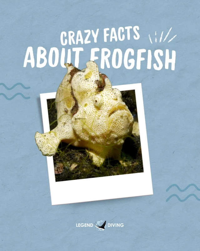 These masters of disguise have some seriously wild tricks! From “walking” across the reef to using a built-in lure to hunt🎣

Swipe through for some crazy frogfish facts you might not know 🤿👀

Which one surprised you the most?
.
#frogfish #frogfishlovers #marinebiology #saltwaterfish #marinelife