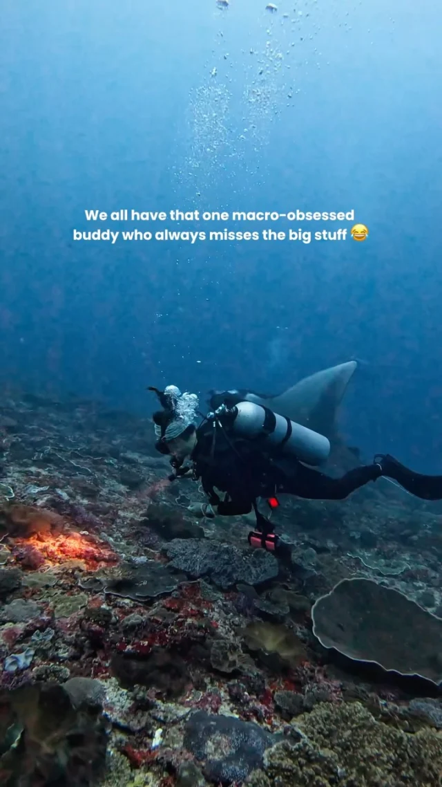 We all have that one buddy who’s like: “Manta? Where? I was looking at a nudibranch"😂
.
.
#divingisfun #divingindonesia #diverlife #macroaddict #macrodiving
